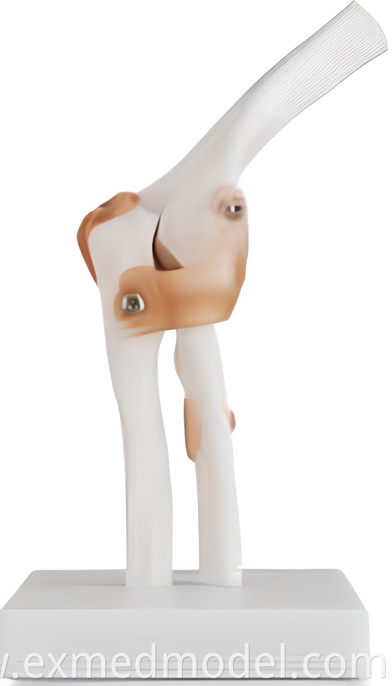 Life-Size Elbow Joint Model